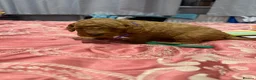 Maltipoo dogs for sale: Beautiful litter of Malti poo puppies - Advert 15