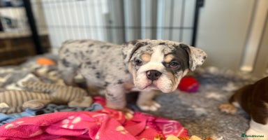 English Bulldog dogs - Advert 2