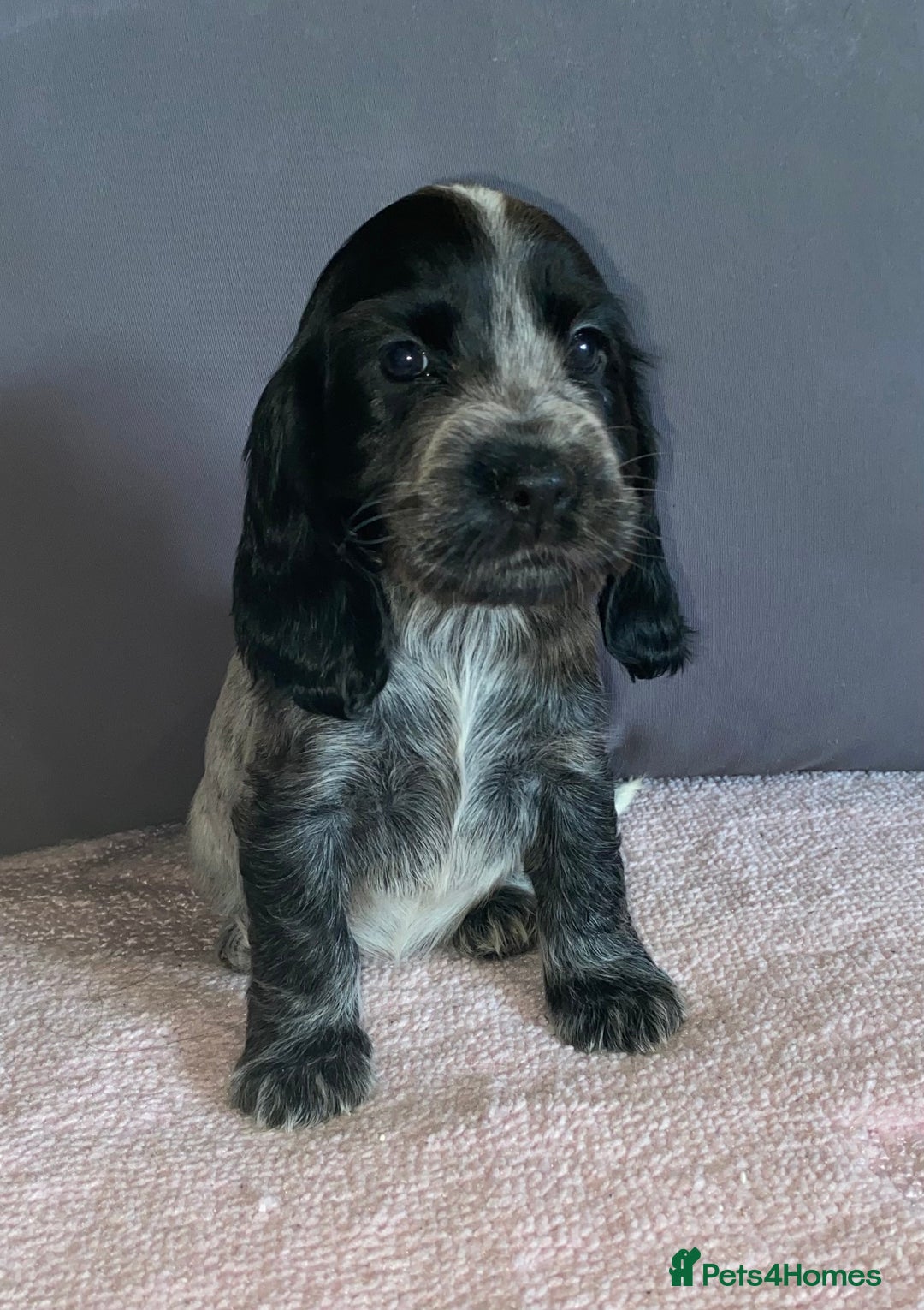 Cocker Spaniel dogs for sale: Outstanding KC Show Cockers 🐾 - Image 13