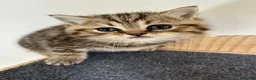 British Shorthair cats for sale: Stunning Tabby FULL PEDIGREECHAMPION BSH BABIES 😍 - Advert 5