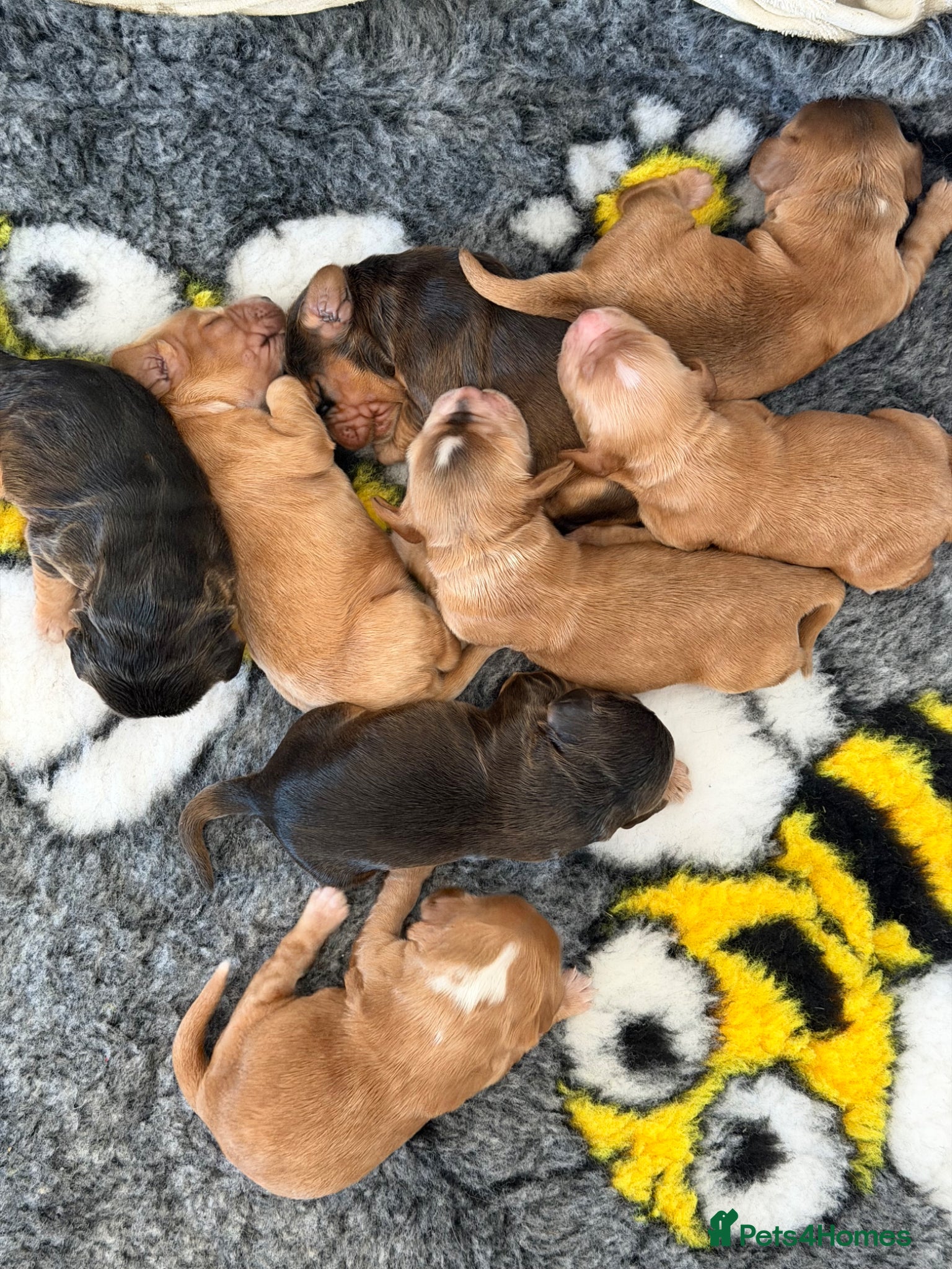 Cocker Spaniel dogs Show type English cocker spaniel puppies  - Advert 2