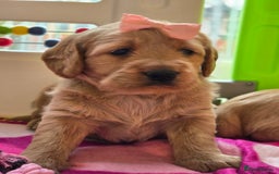 Labradoodle dogs for sale: F1 MINI LABRADOOLES - Image 13
