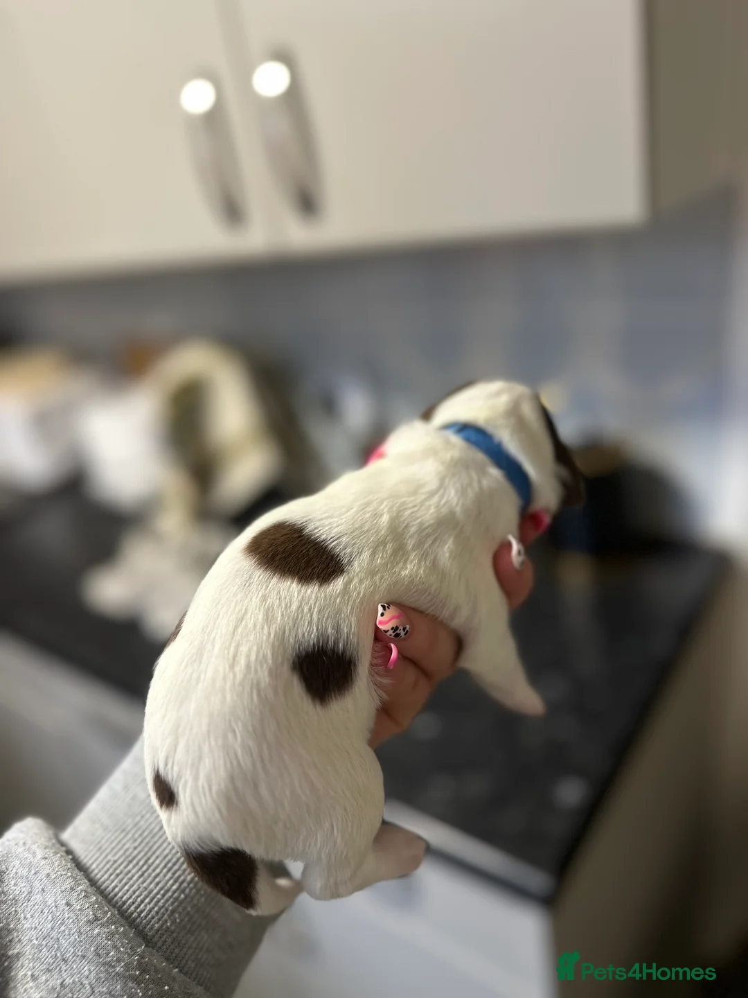 English Springer Spaniel dogs for sale: Gorgeous Working Springer Spaniel Pups! - Advert 2