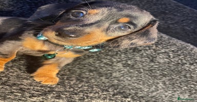 Dachshund dogs - Advert 11