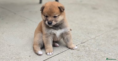 Japanese Shiba Inu dogs - Advert 1