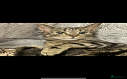 Mixed Breed cats for sale: Beautiful Kittens for sale  - Image 11