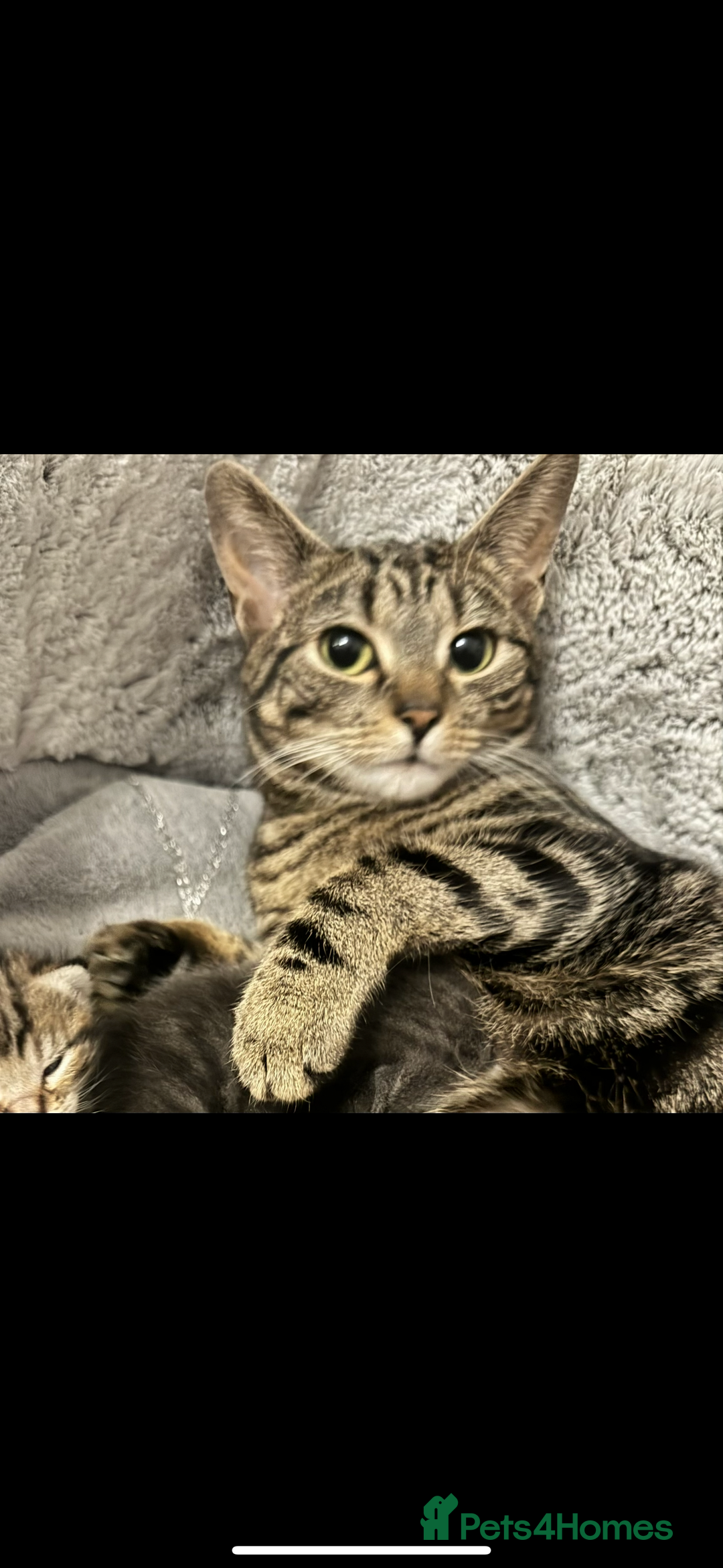 Mixed Breed cats for sale: Beautiful Kittens for sale  - Image 11