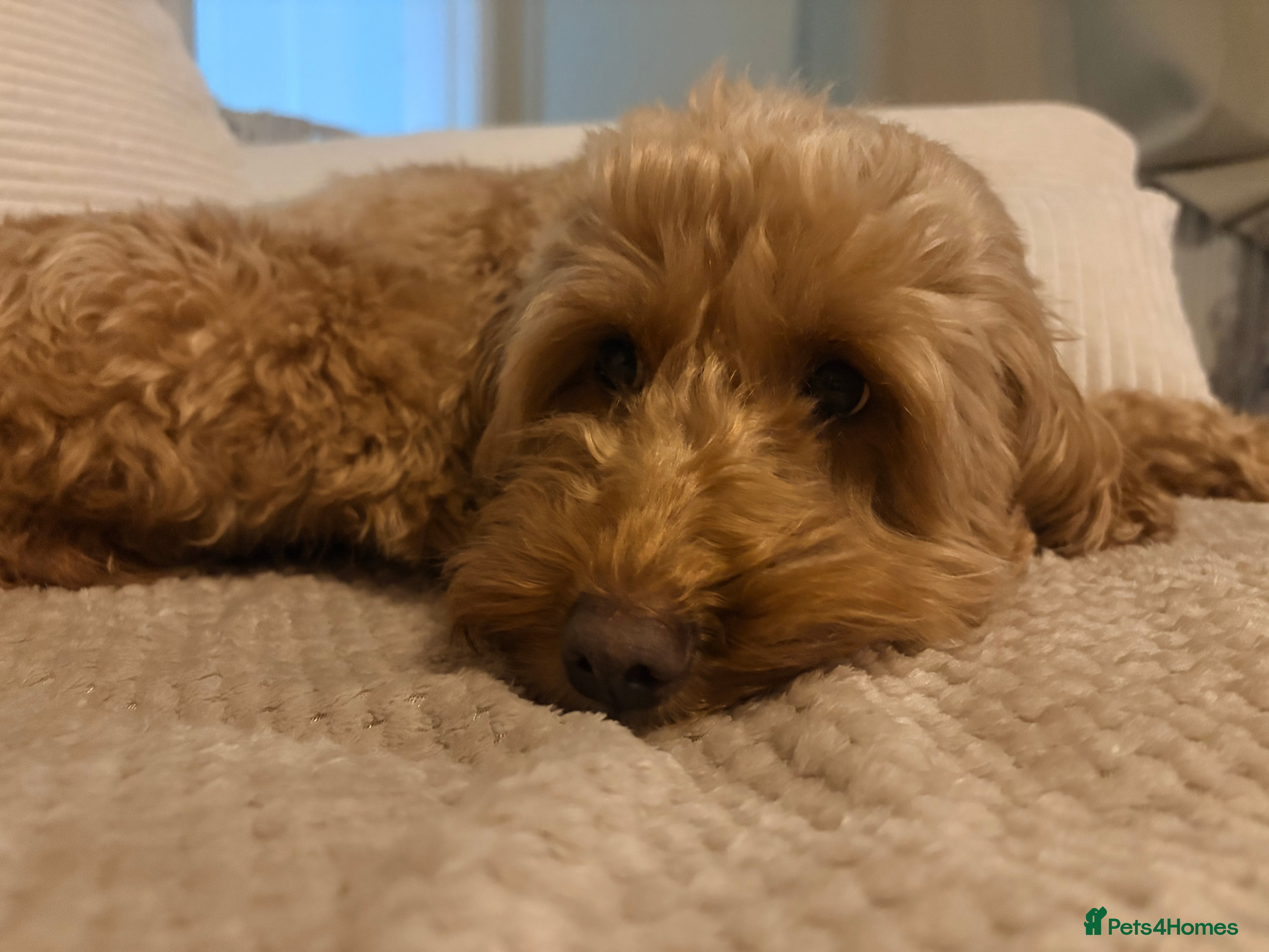 Cockapoo dogs F2 cockerpoo puppies  - Advert 2