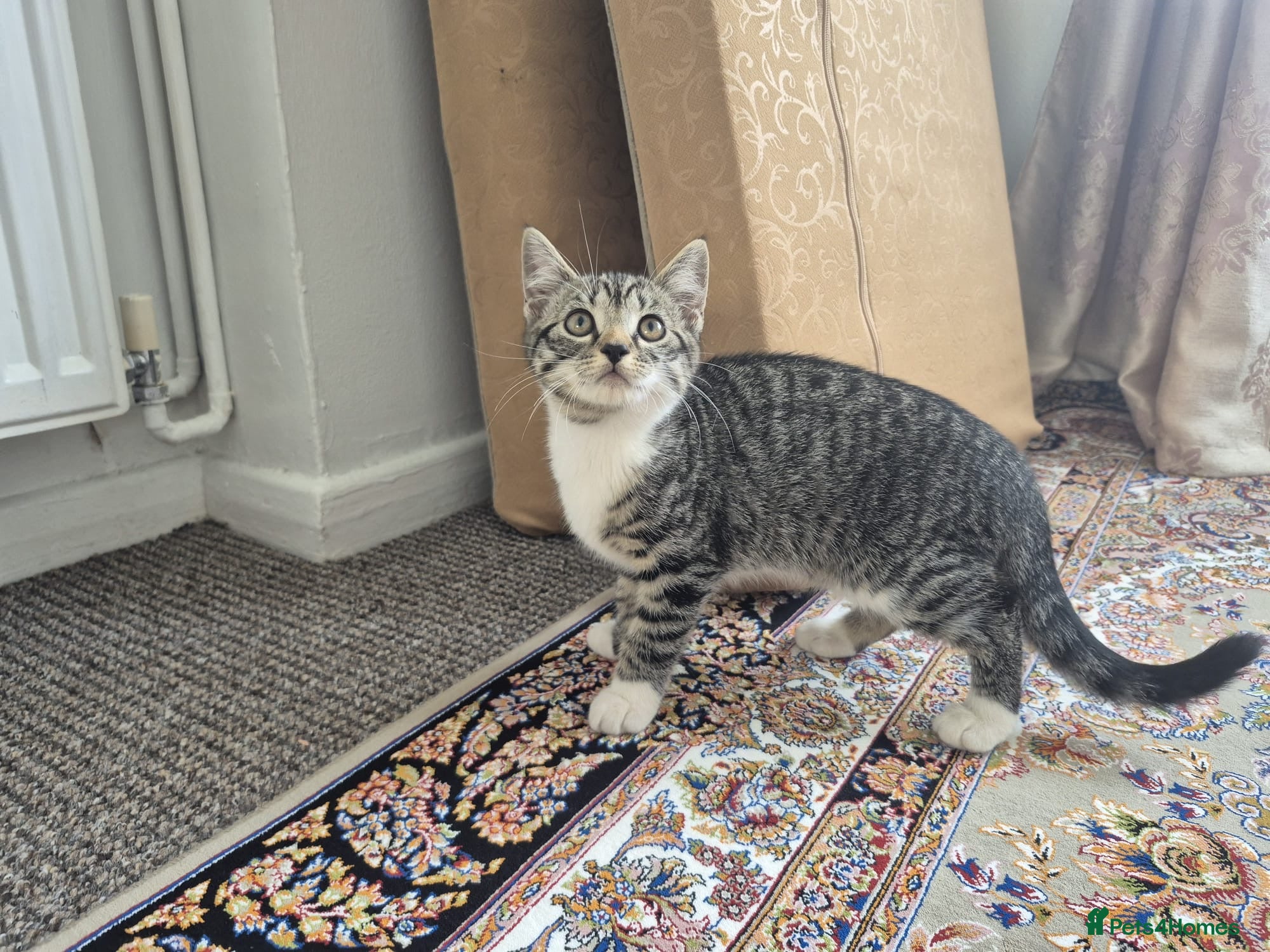 British Shorthair cats for sale: Tabby short hair kittens  - Advert 7