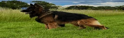 German Shepherd dogs for sale: striking gsd puppies in Birmingham - Advert 1