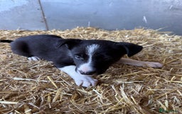 Border Collie dogs for sale: Border Collies Puppies For Sale - Image 5