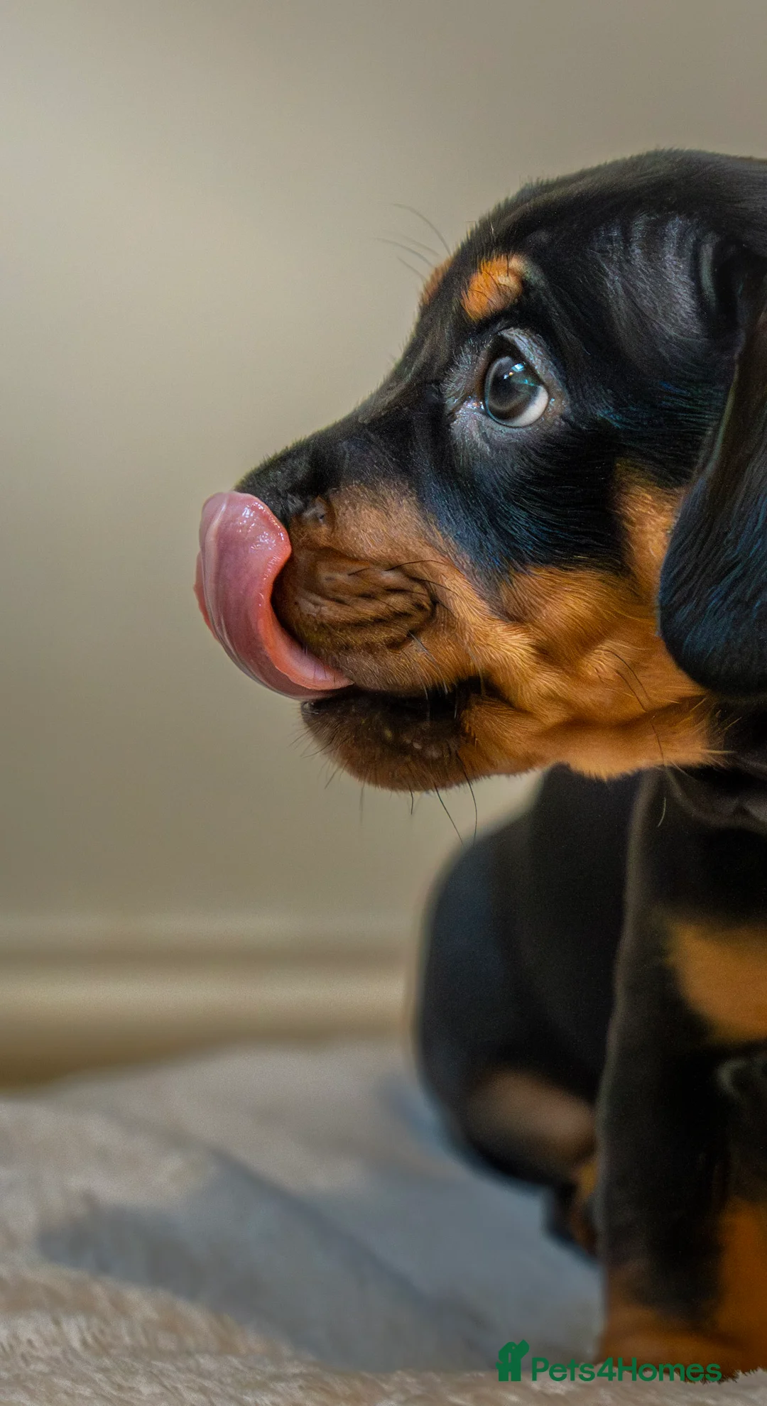 Mixed Breed dogs for sale: French Bull Wieners  - Advert 18