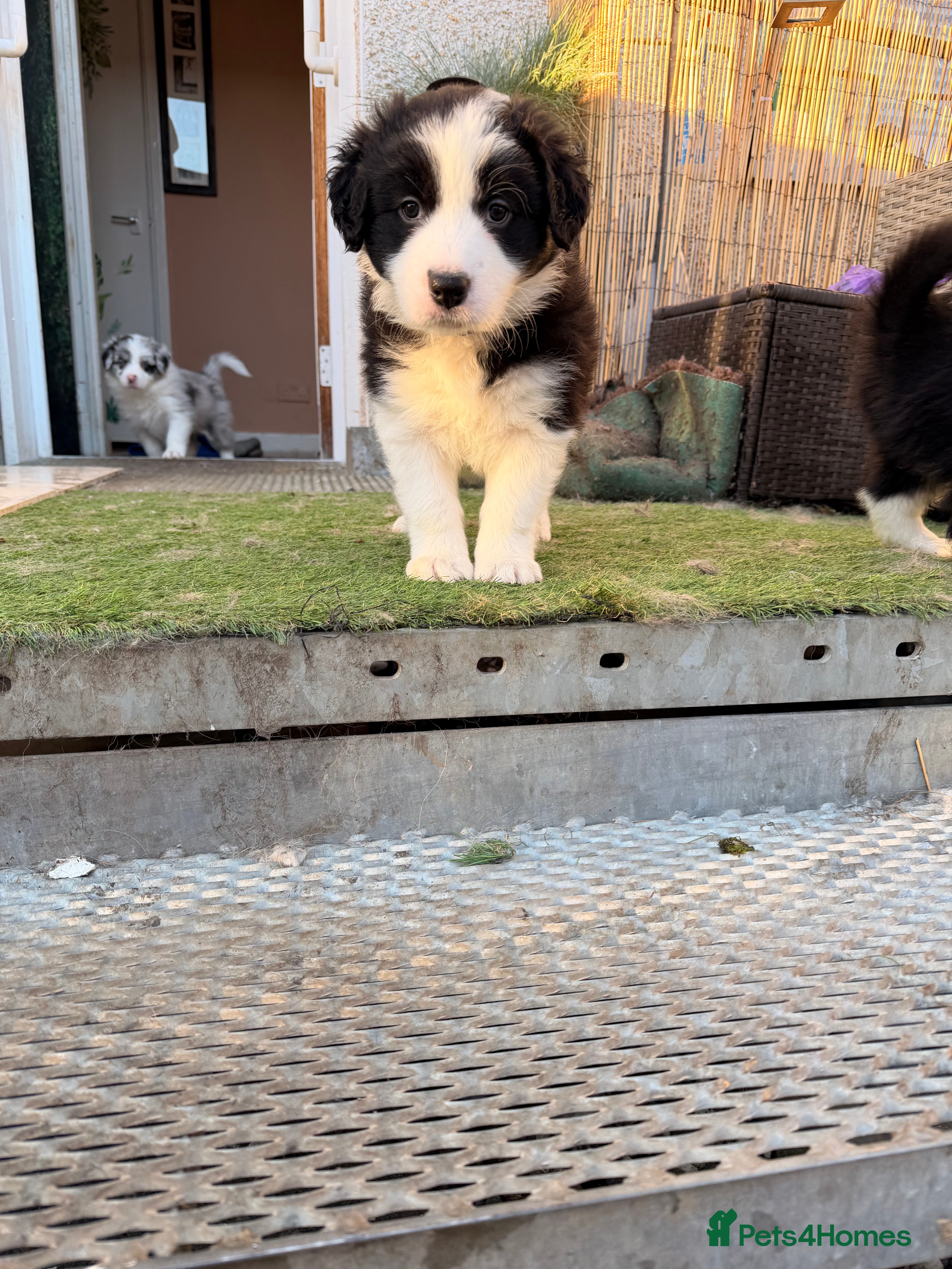 Border Collie dogs International champion show line, only 3 left - Advert 4