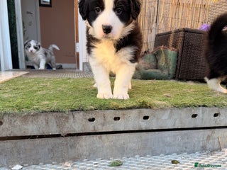Border Collie dogs International champion show line, only 3 left - Advert 4