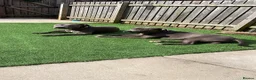 Staffordshire Bull Terrier dogs for sale: Pure blue Staffordshire bull terrier - Advert 4