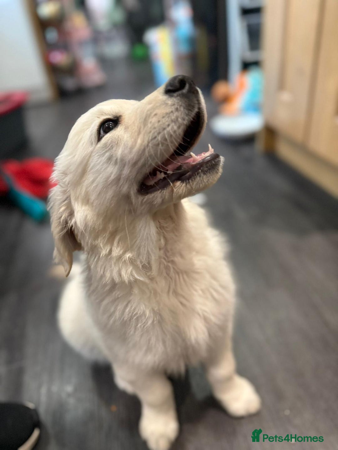 Golden Retriever dogs for sale: Beautiful Golden Retriever Puppy  - Image 6