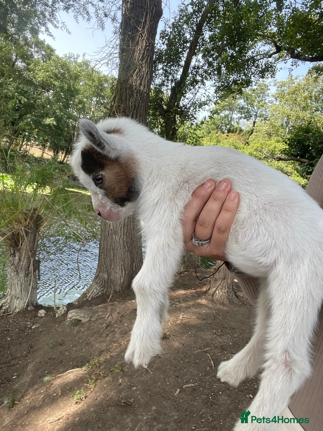 Goats livestock for sale: Pygmy goats - Advert 7