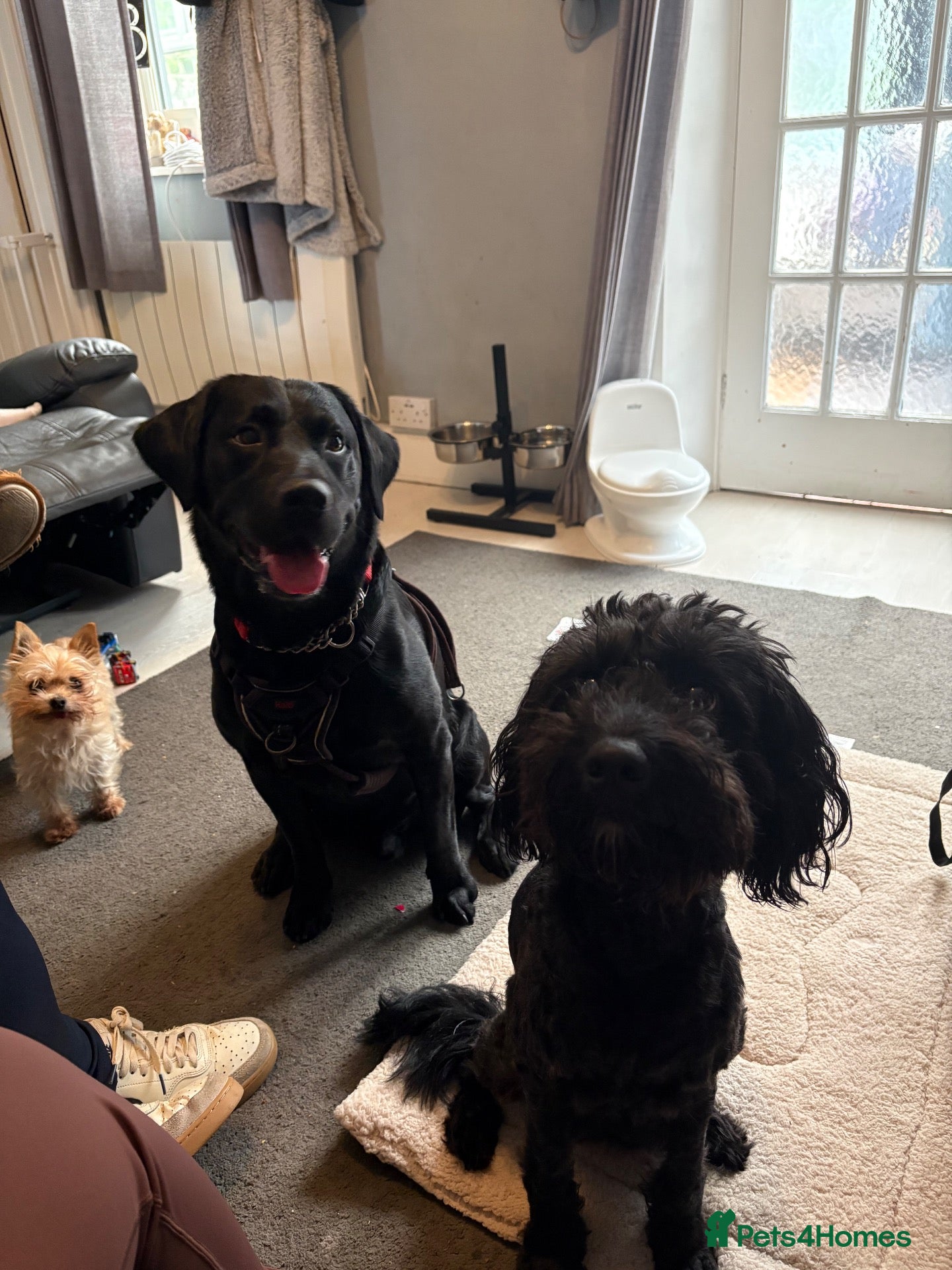 Mixed Breed dogs Bordoodle x Labrador Puppies  - Advert 5