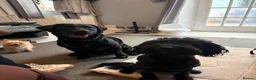 Mixed Breed dogs for sale: Bordoodle x Labrador Puppies  - Advert 2