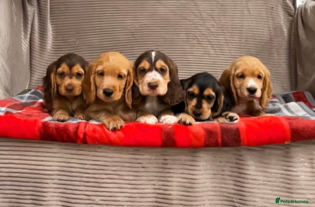 Cocker Spaniel dogs for sale: STUNNING COCKER SPANIEL PUPPIES  - Image 10