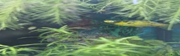 Platies fish for sale: Platy - Advert 8