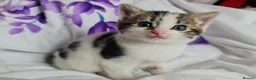 Mixed Breed cats for sale: Adorable & Playful Kittens Raised with Kids  - Advert 26