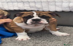 English Bulldog dogs for sale: British bulldog  - Image 2