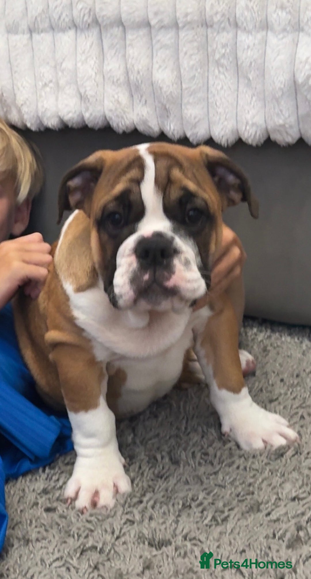 English Bulldog dogs for sale: British bulldog  - Image 2