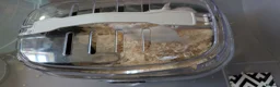 Mouse rodents for sale: 3 male 1 female mice  - Advert 3