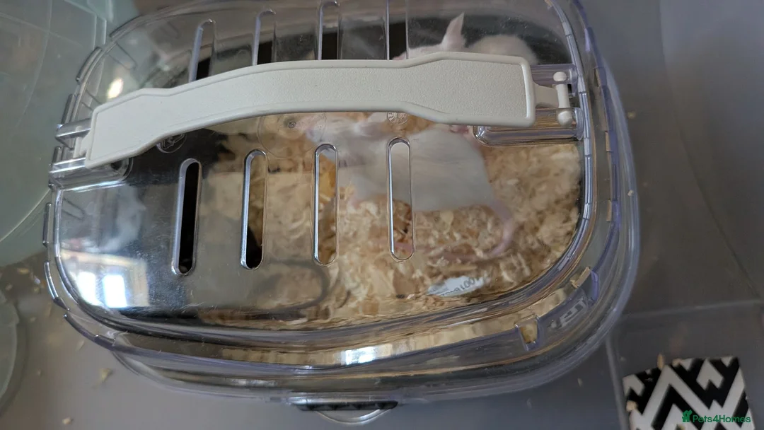 Mouse rodents for sale: 3 male 1 female mice  - Advert 3