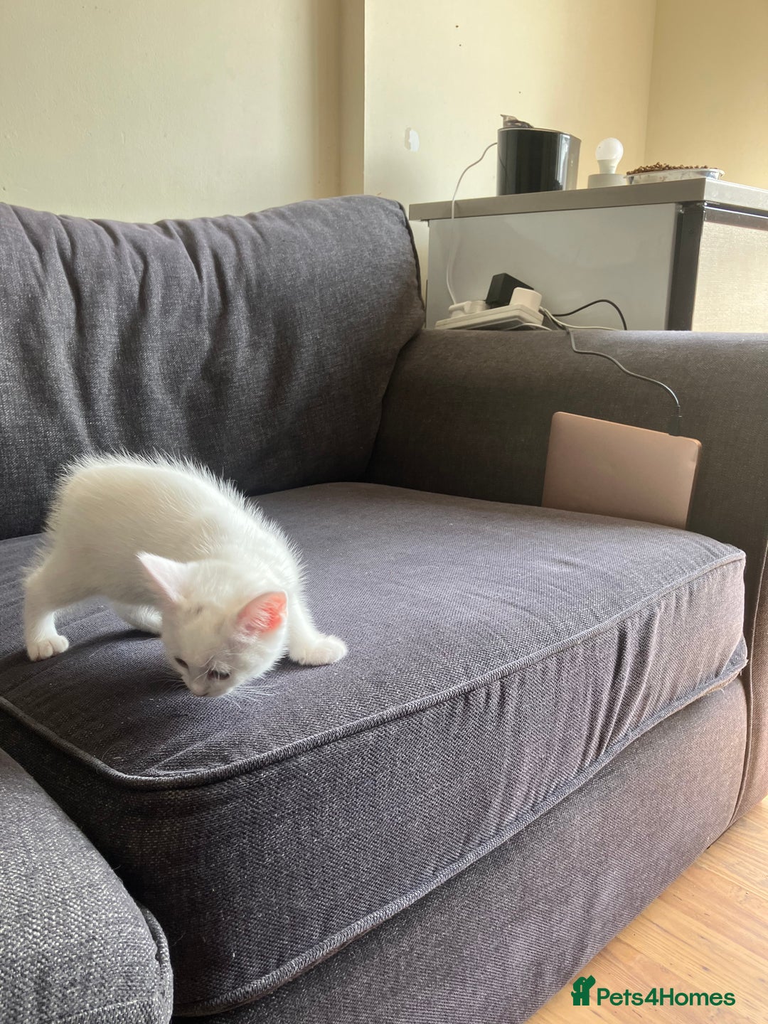 Scottish Fold cats for sale: Scottish fold & Khao Manee mix sisters - Image 17