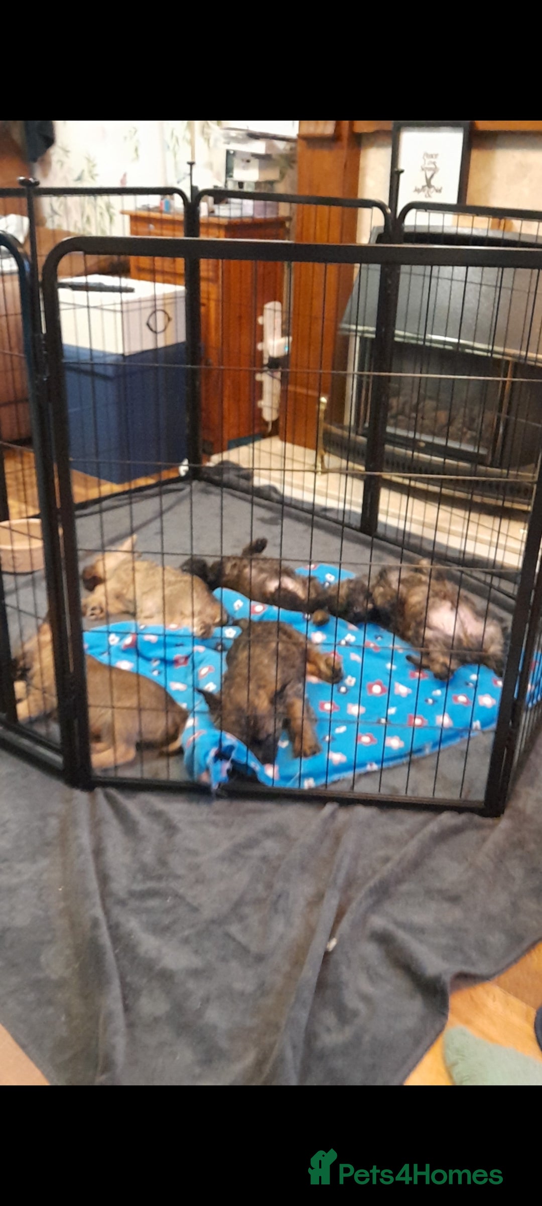 Cairn Terrier dogs for sale: 3 BOYS & 2 GIRLS LEFT OUT OF 7 - Advert 2