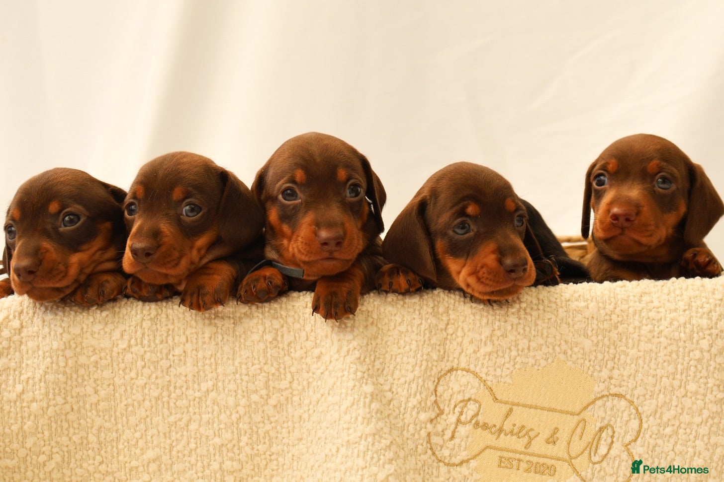Miniature Dachshund dogs KC HEALTH TESTED MINIATURE DACHSHUNDS- LICENSED  - Advert 1