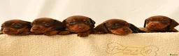 Miniature Dachshund dogs for sale: KC HEALTH TESTED MINIATURE DACHSHUNDS- LICENSED  - Advert 1