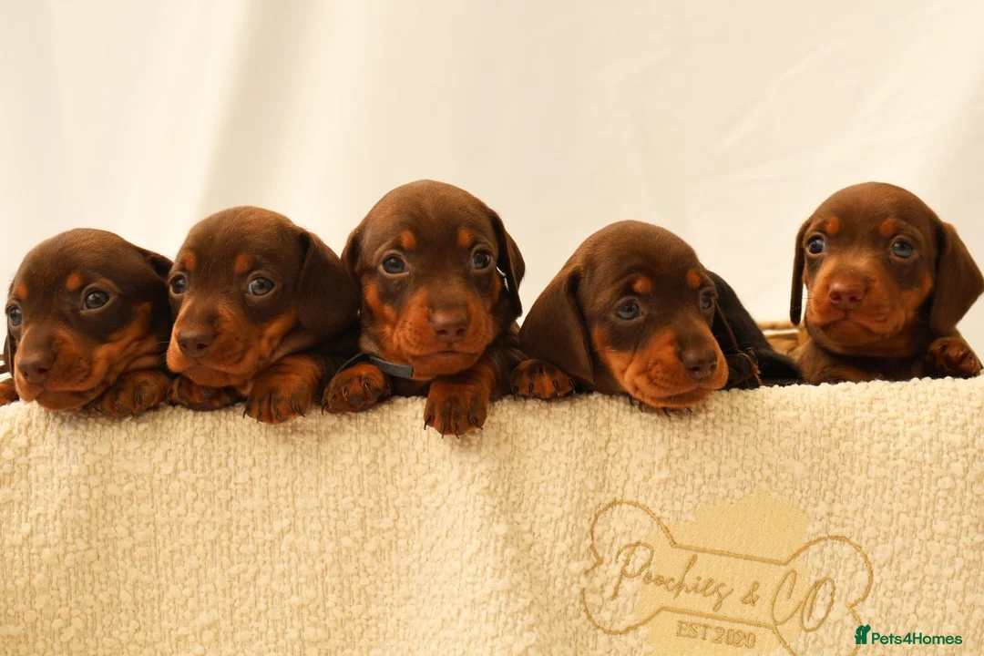 Miniature Dachshund dogs for sale: KC HEALTH TESTED MINIATURE DACHSHUNDS- LICENSED  - Advert 1