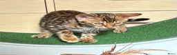 Bengal cats for sale: Male Bengal Kittens for sale - Advert 3