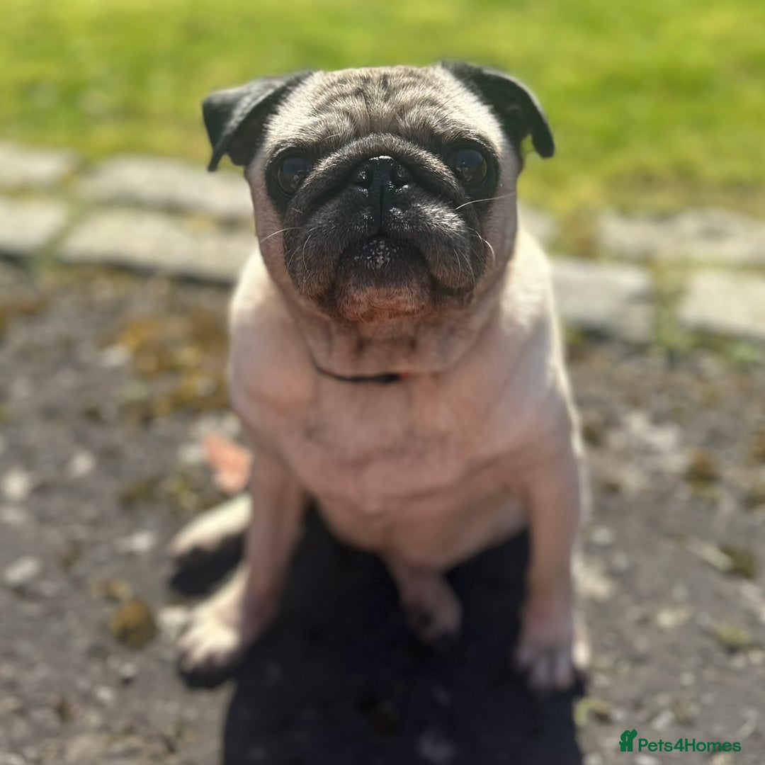 Pug dogs for sale: Female pug  - Advert 1