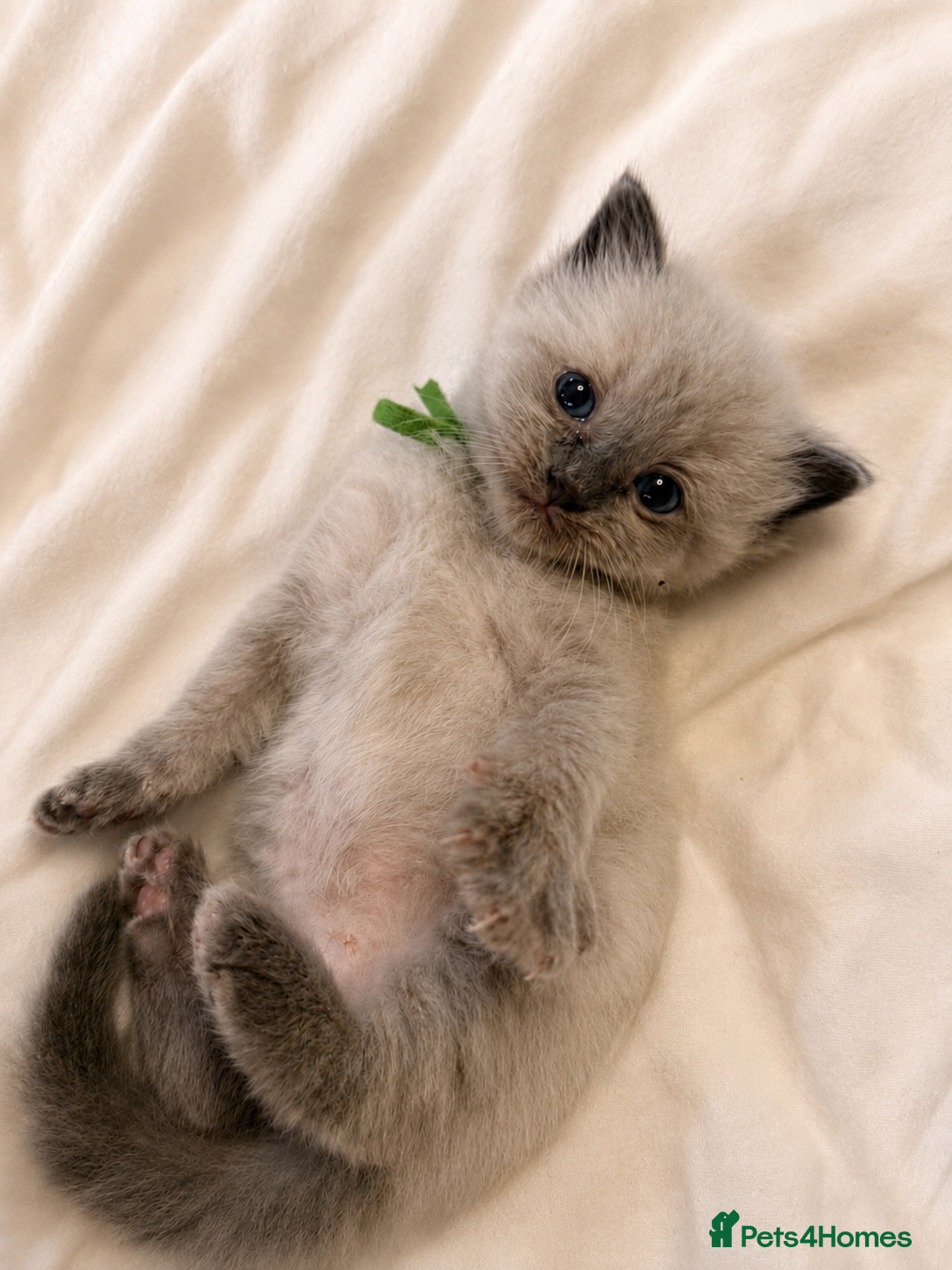 Ragdoll cats  🐾 Pure Ragdoll Kittens – The Summer Litter ☀️  - Advert 2