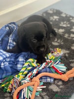 Labrador Retriever dogs - Advert 3