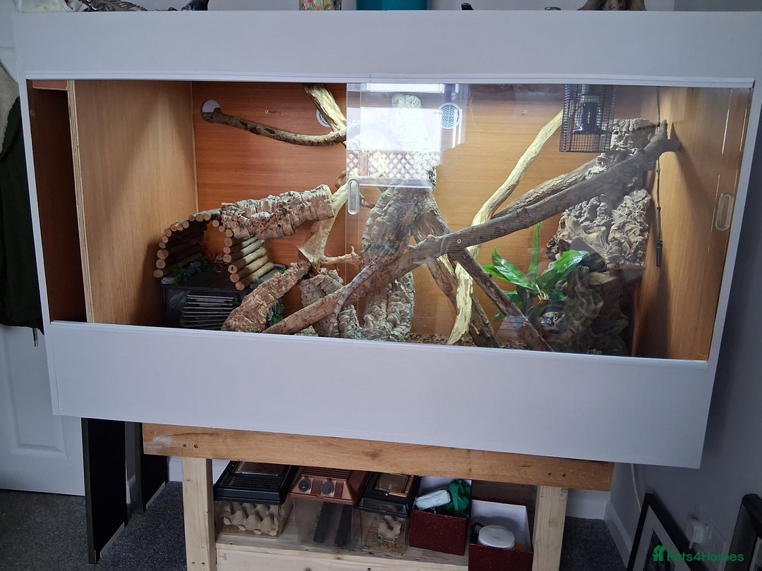 Dragon reptiles for sale: Frilled dragon and vivarium  - Image 10