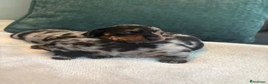 Miniature Dachshund 5