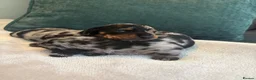 Miniature Dachshund dogs for sale: Stunning miniature dachshund puppies - Advert 8