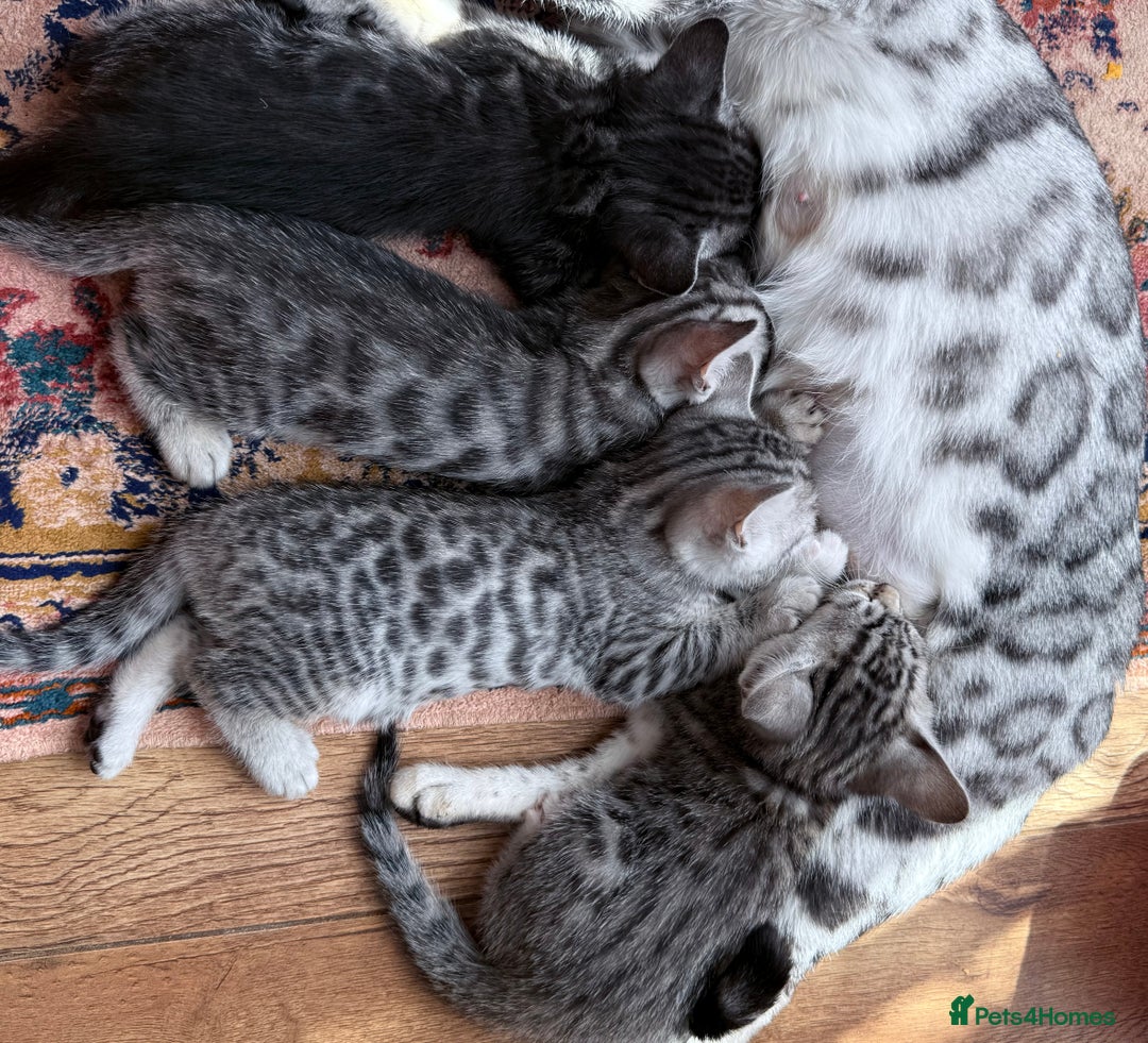 Bengal cats for sale: bengal kittens - Image 17