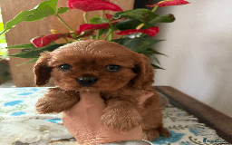 Cavalier King Charles Spaniel dogs for sale: READY NOW CavalierKingsCharlesSpaniel boy  - Image 3