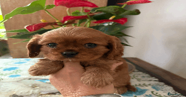 Cavalier King Charles Spaniel dogs - Advert 5