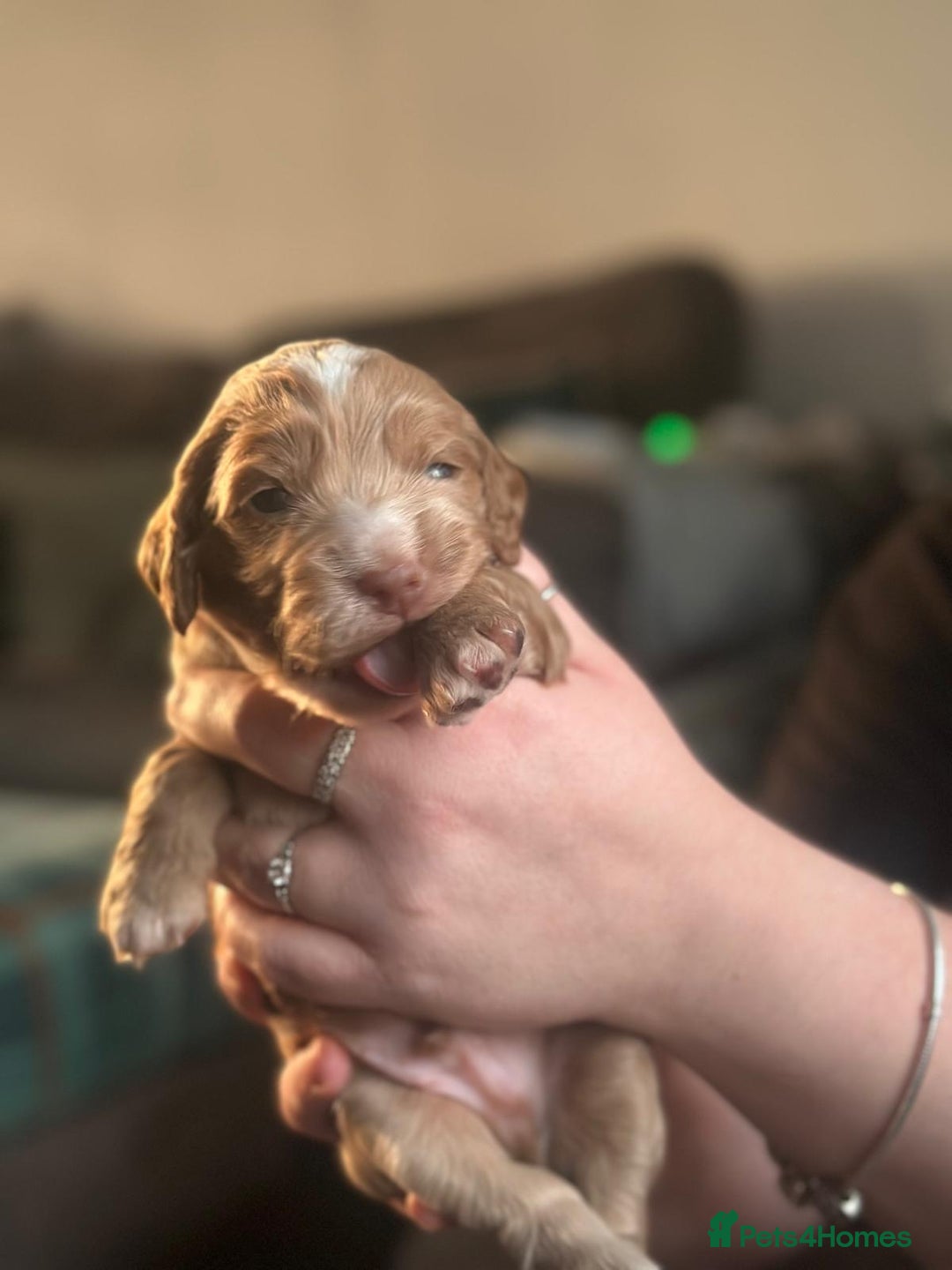 Cocker Spaniel dogs for sale: Cocker spaniel puppies  - Advert 8