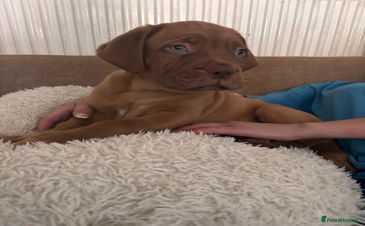 Dogue De Bordeaux dogs - Advert 2