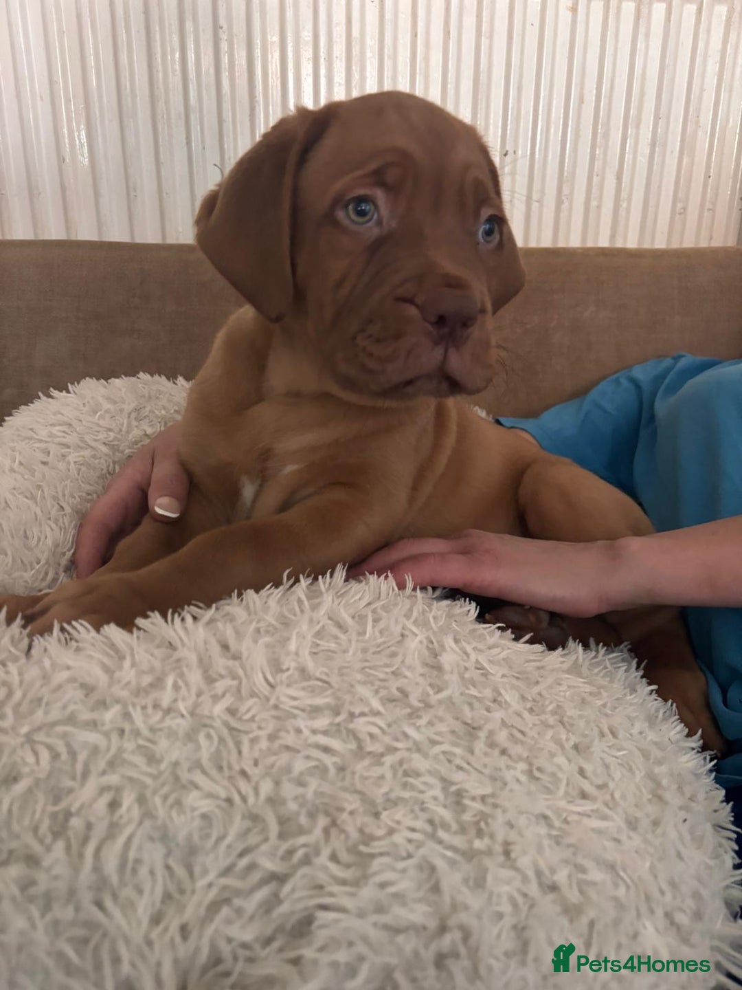 Dogue De Bordeaux dogs for sale: Dogue de bordeux  puppies  - Image 1