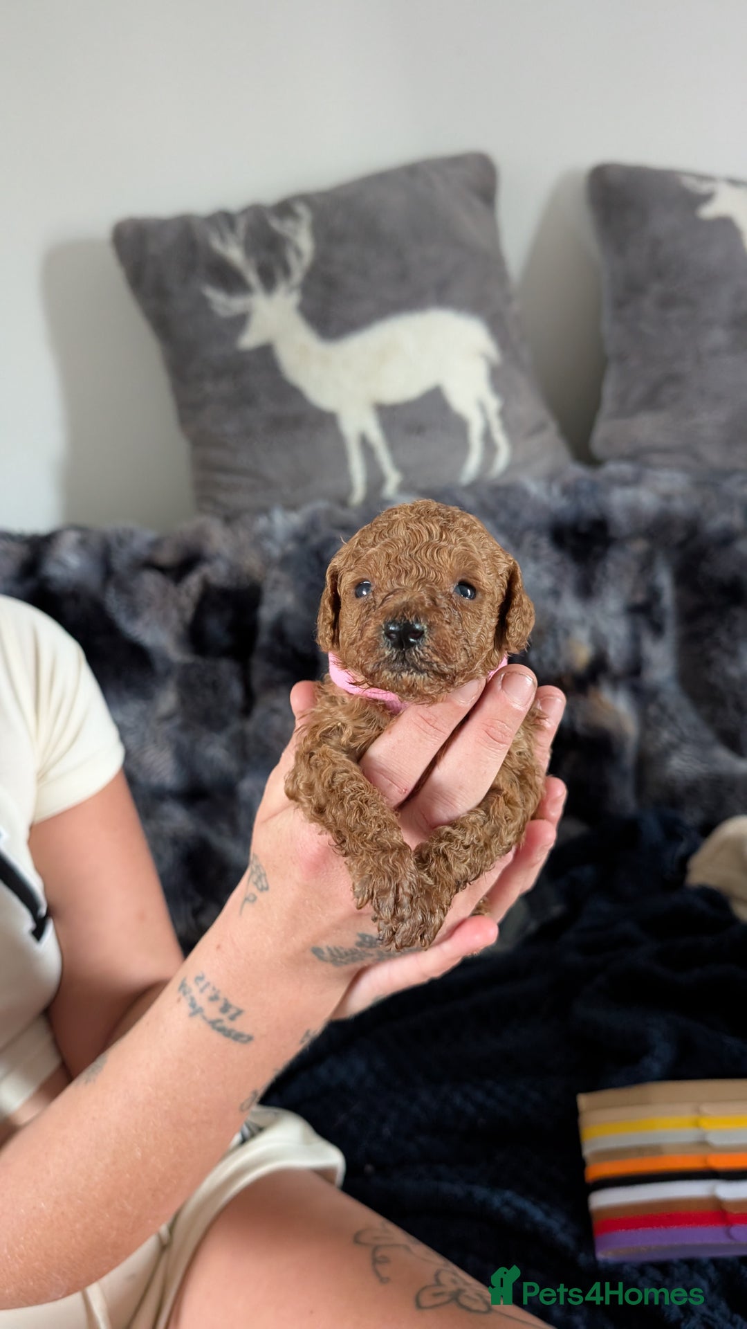 Cavapoo dogs for sale: Beautiful Cavapoo X toy poodle puppies  - Image 23