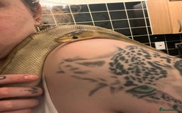 Snake reptiles for sale: Champagne ball python morph - Image 3